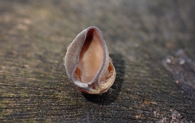 P2146556a.jpg